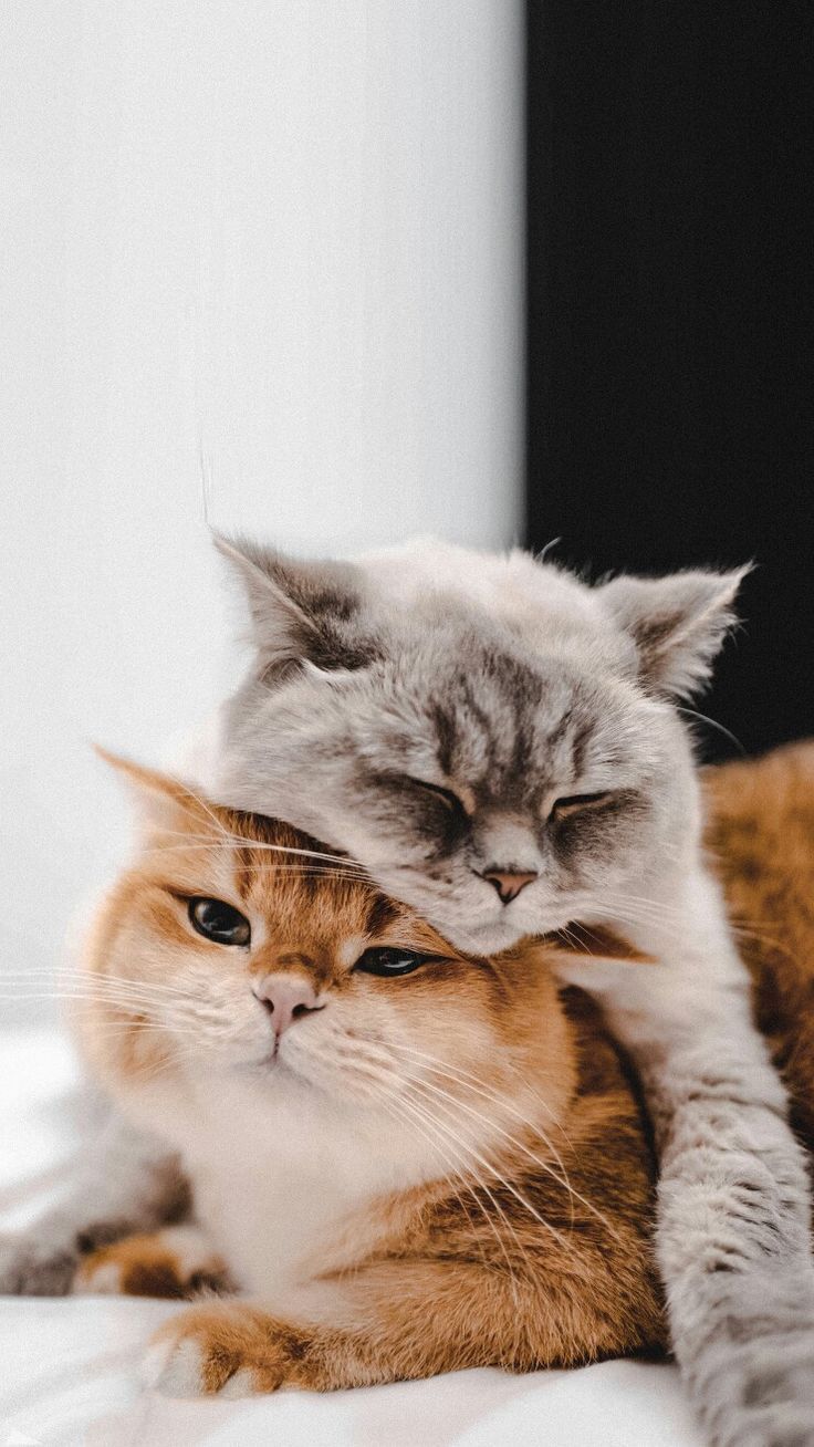 cute cat couple wallpaper