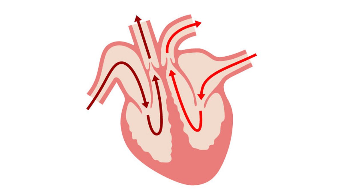 bbc bitesize cardiovascular system