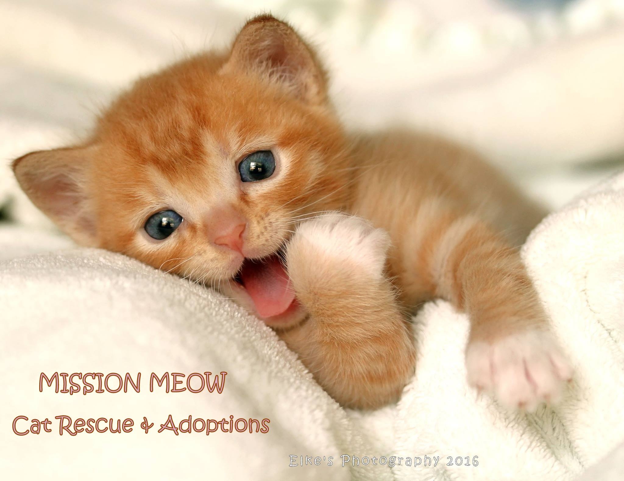 adopt a kitten near me