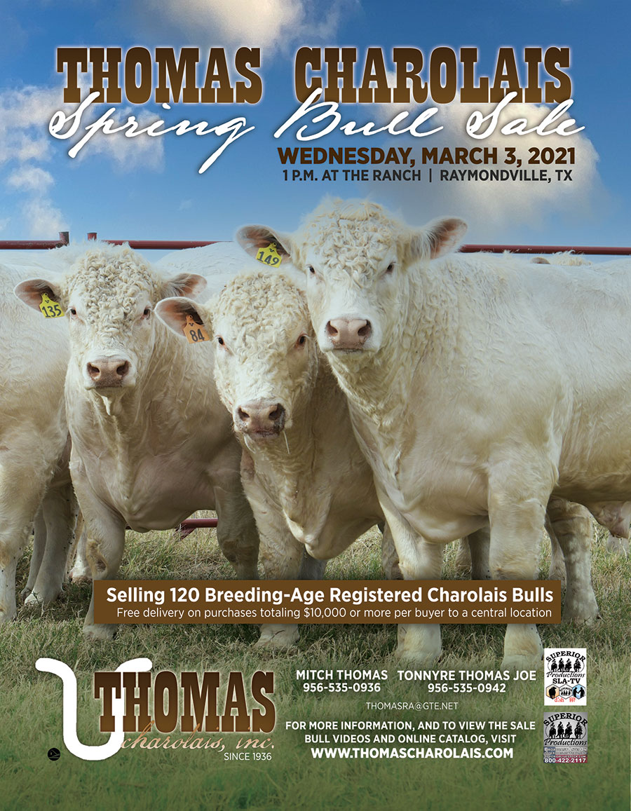 charolais bulls for sale in texas