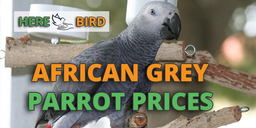 african gray bird price