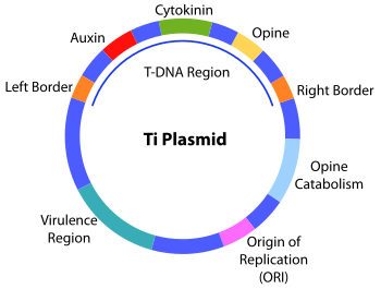 agrobacterium ti plasmid