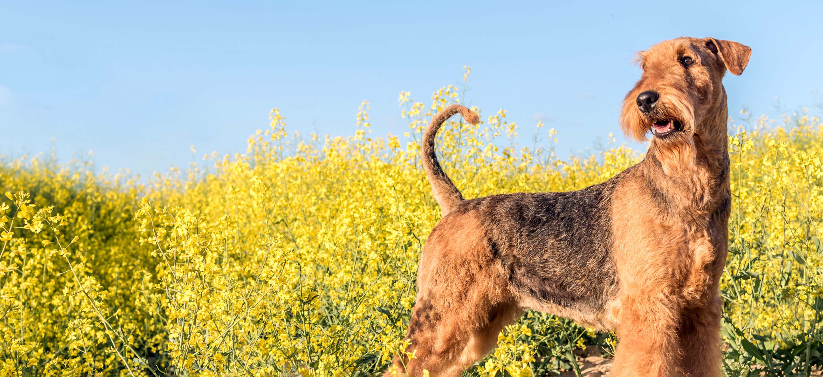 airedale puppies for sale