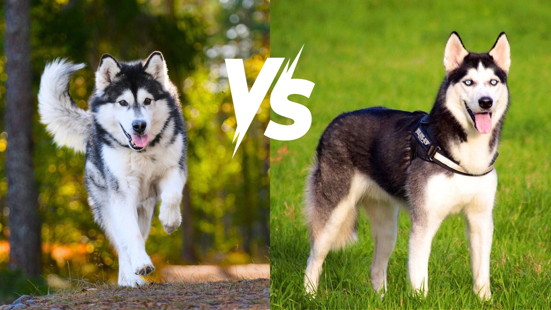 alaskan husky vs alaskan malamute