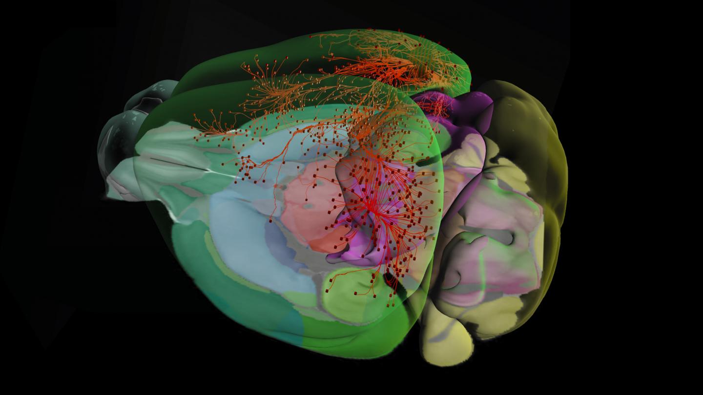 allen brain atlas