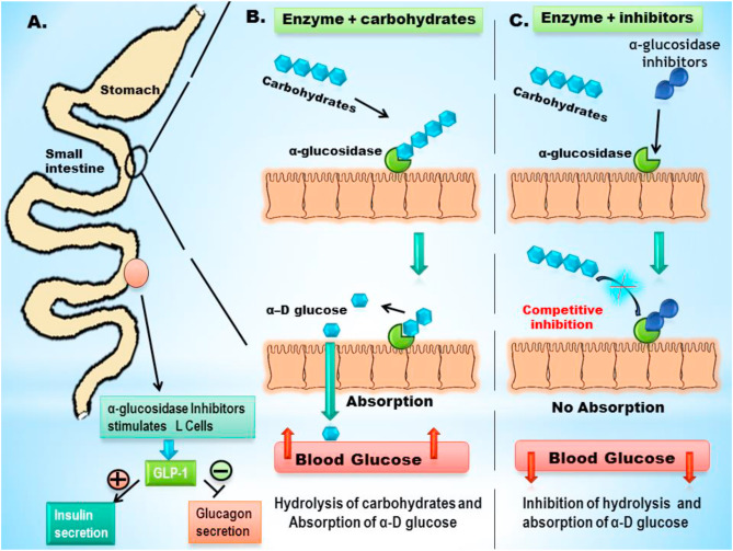 alpha glucosidase inhibitors