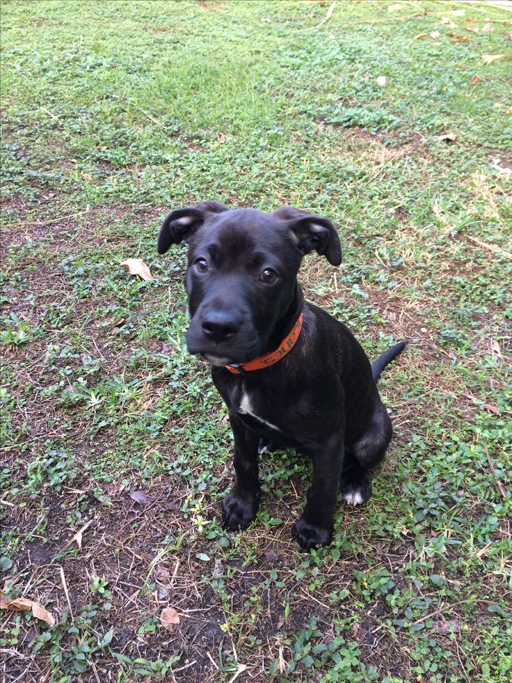 american bulldog and lab