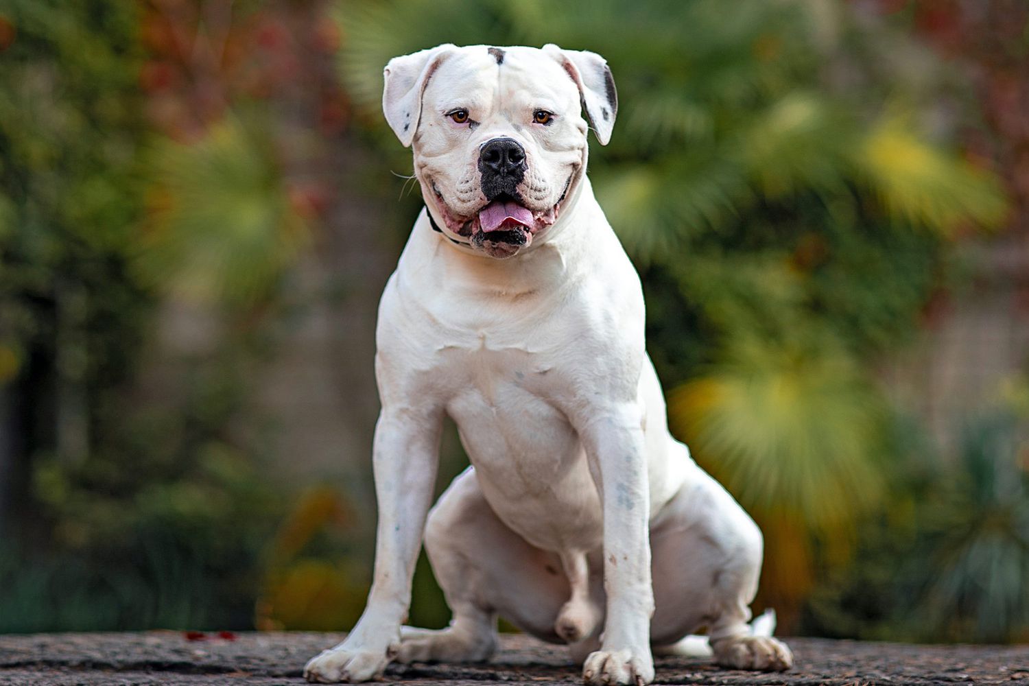 american bulldog photos