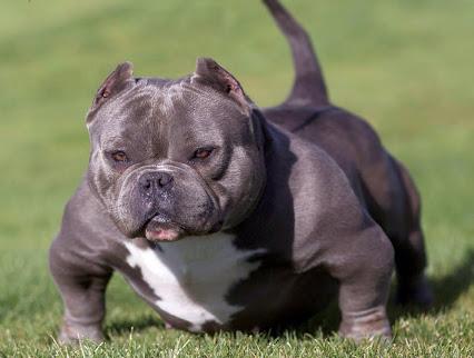 american pitbull blue bully