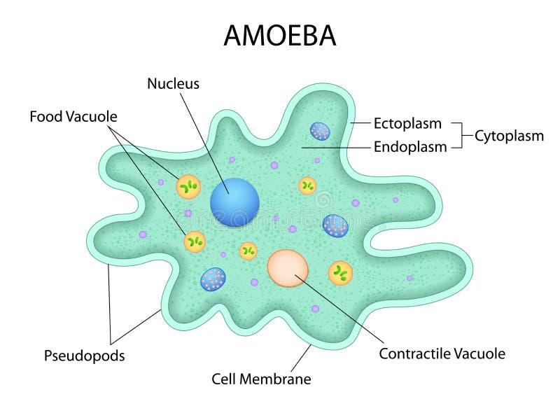 amoeba ka diagram