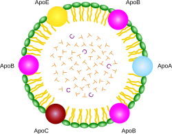 apoprotein