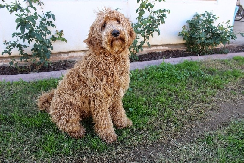 are labradoodles hypoallergenic