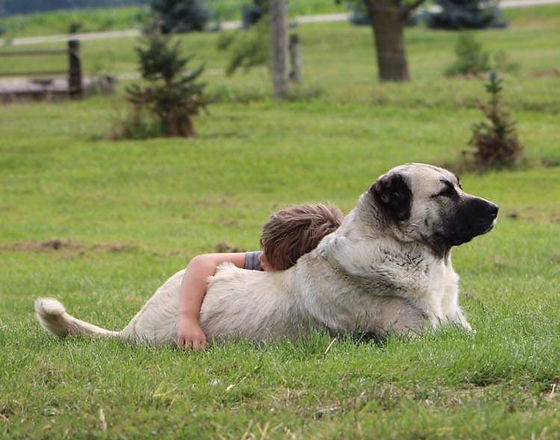 armenian gampr dog