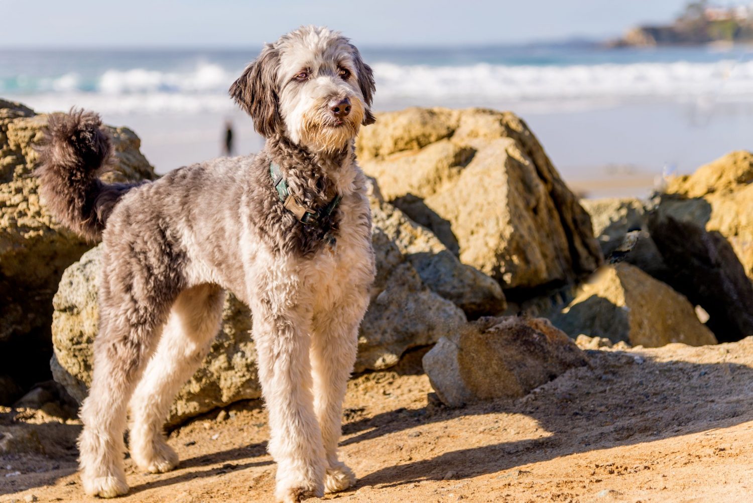 aussiedoodle braun