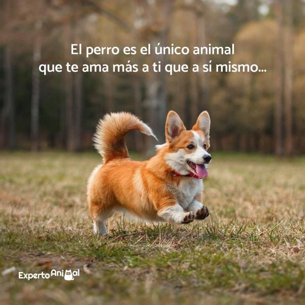 emotivas frases para perros instagram