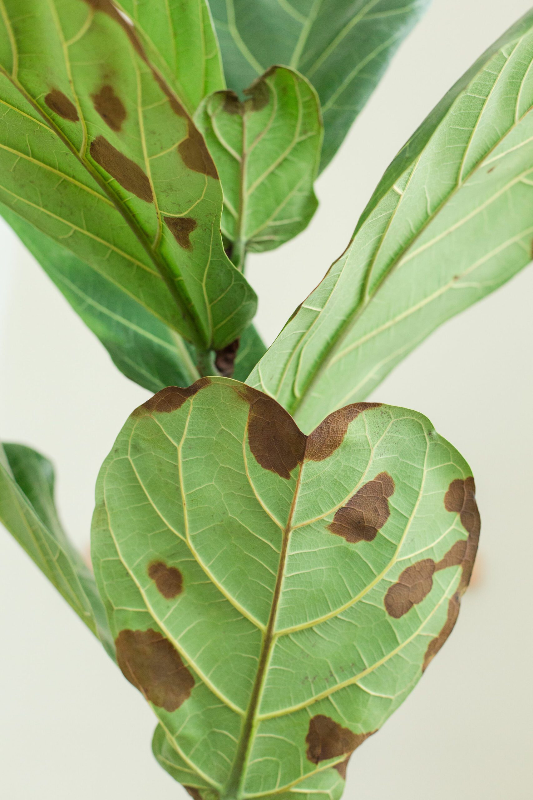 brown spots on fiddle leaf fig
