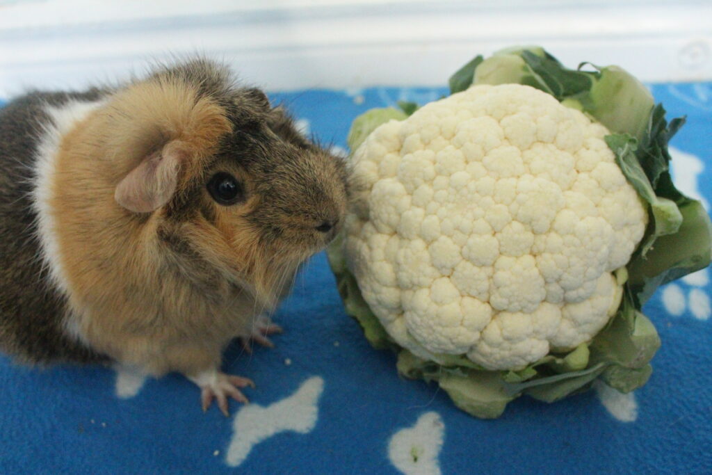 do guinea pigs eat cauliflower