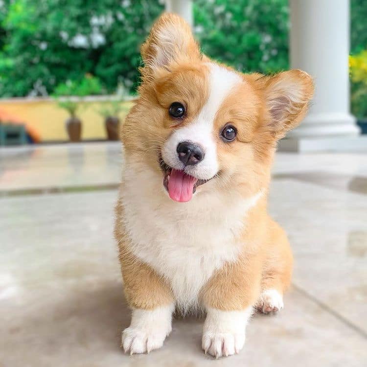 corgis cute