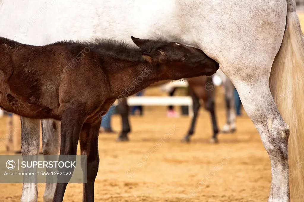 sucking horse