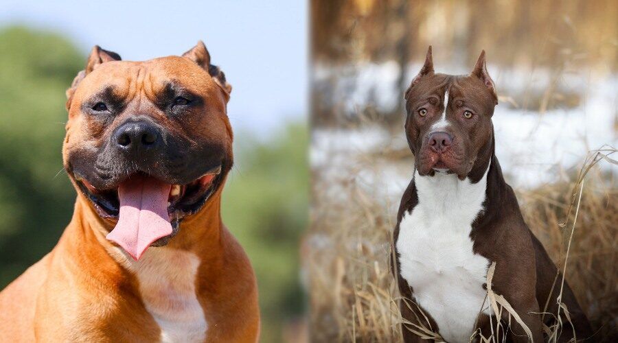 american pitbull terrier vs american staffordshire terrier