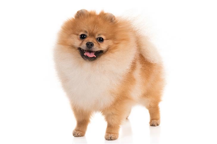 pomeranian breed traits