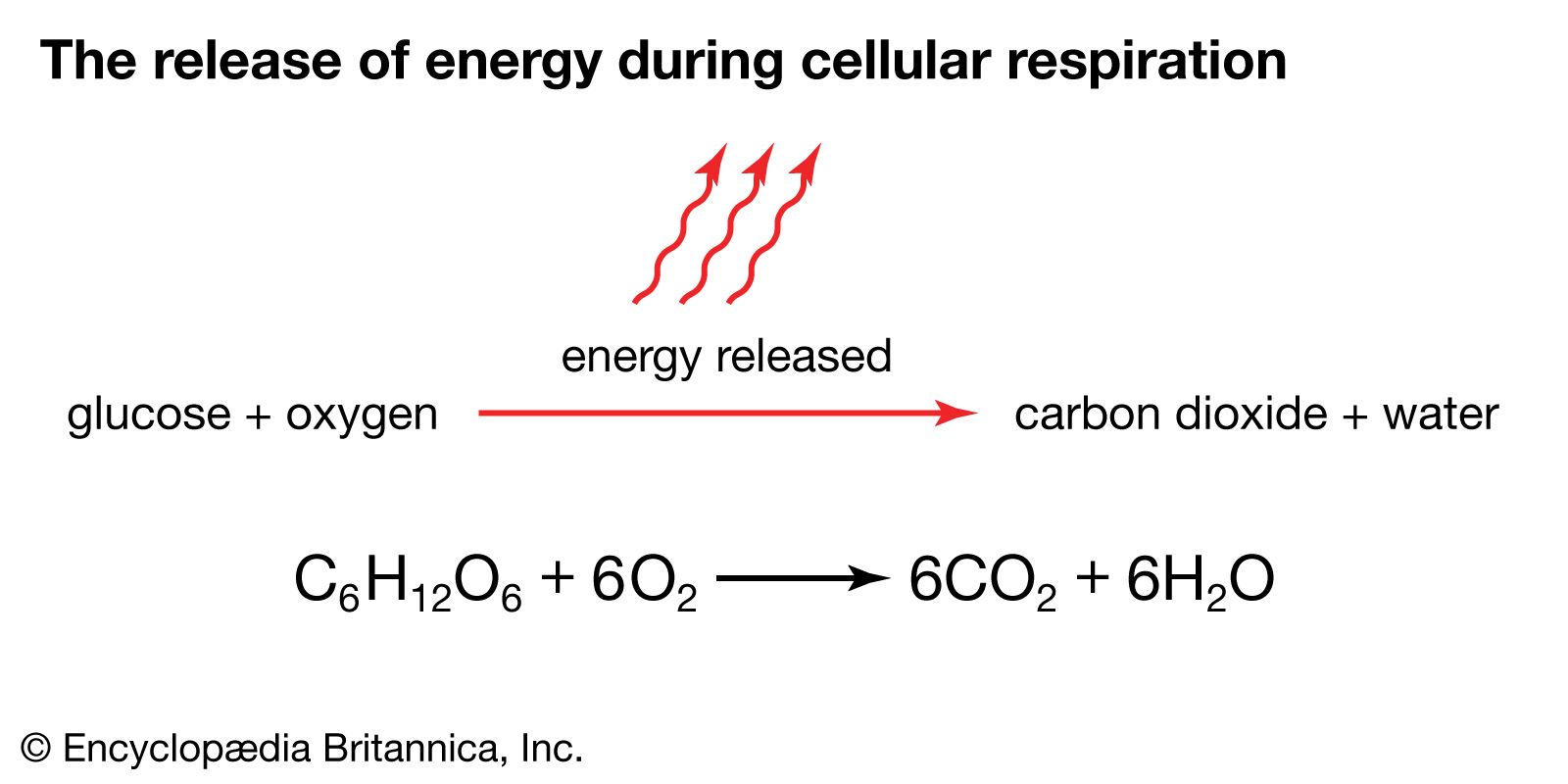 what are the reactants and products of cellular respiration