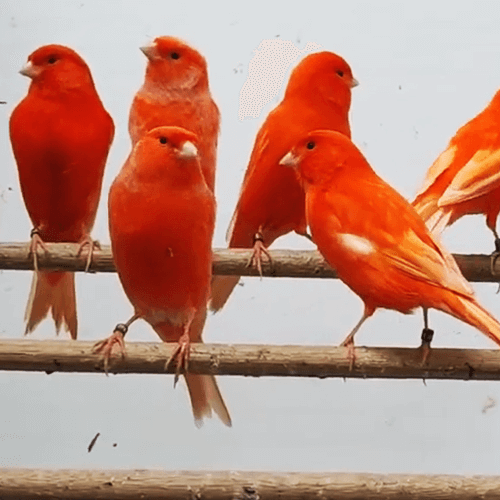 red canary bird for sale