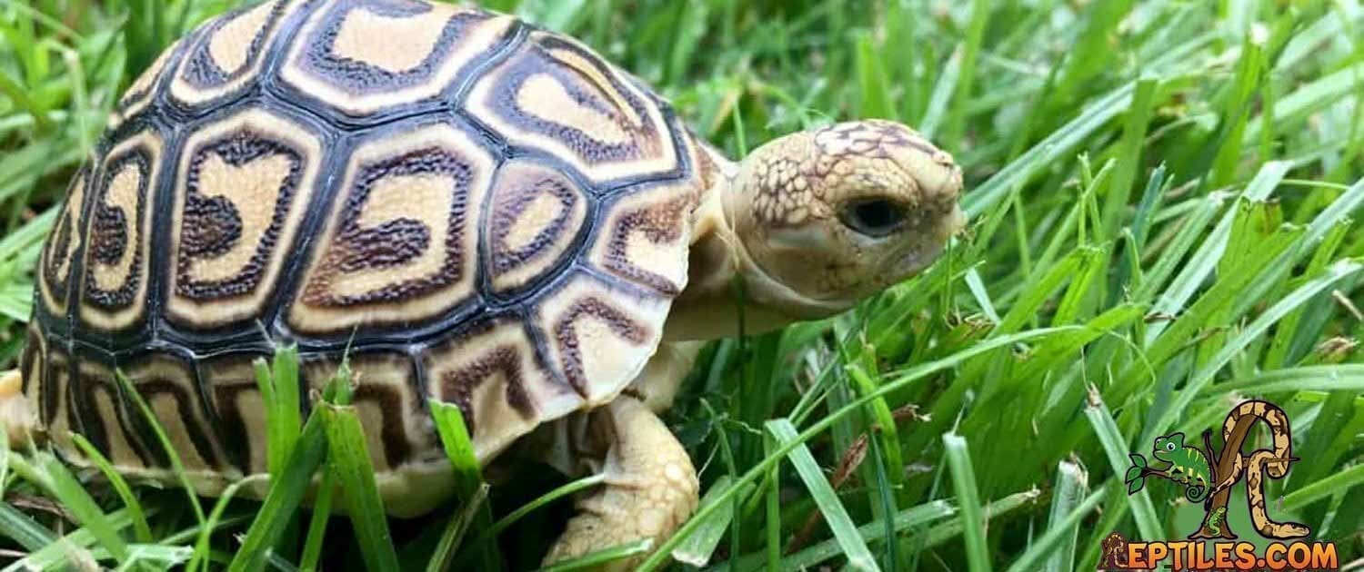 baby tortoise for sale