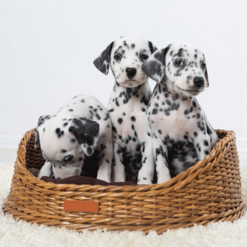 dalmatian puppy price