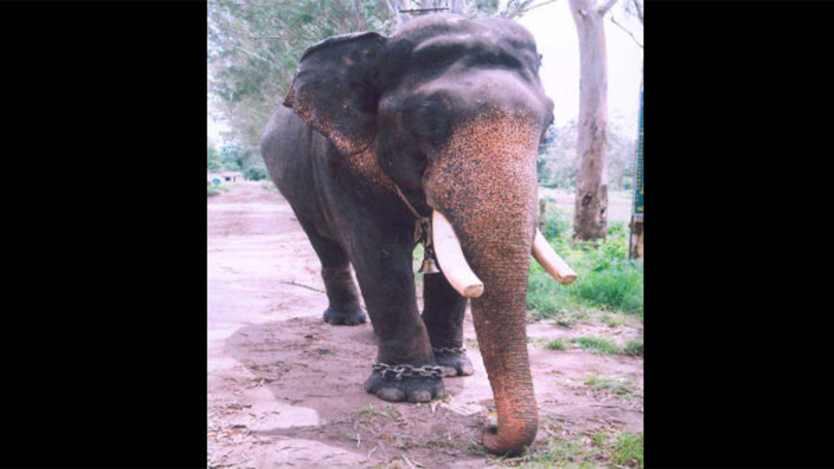 balarama elephant death date