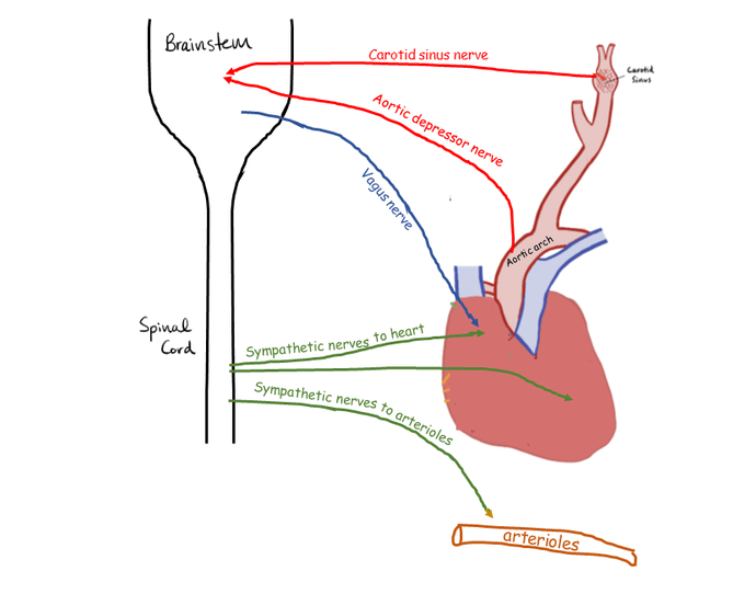 baroreceptors