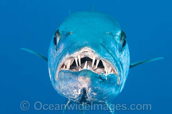 barracuda teeth pictures