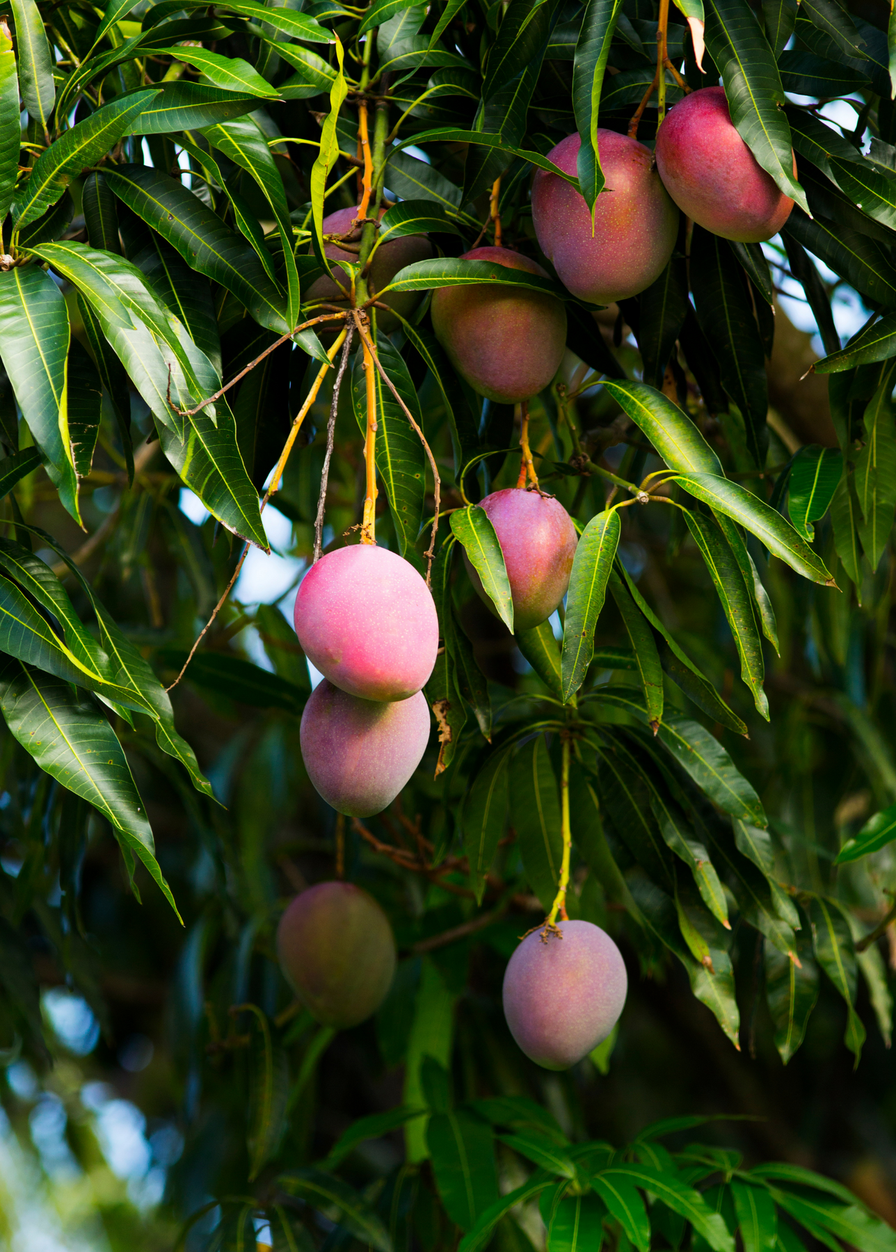 haden mango tree for sale