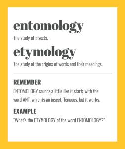 etymology examples sentences