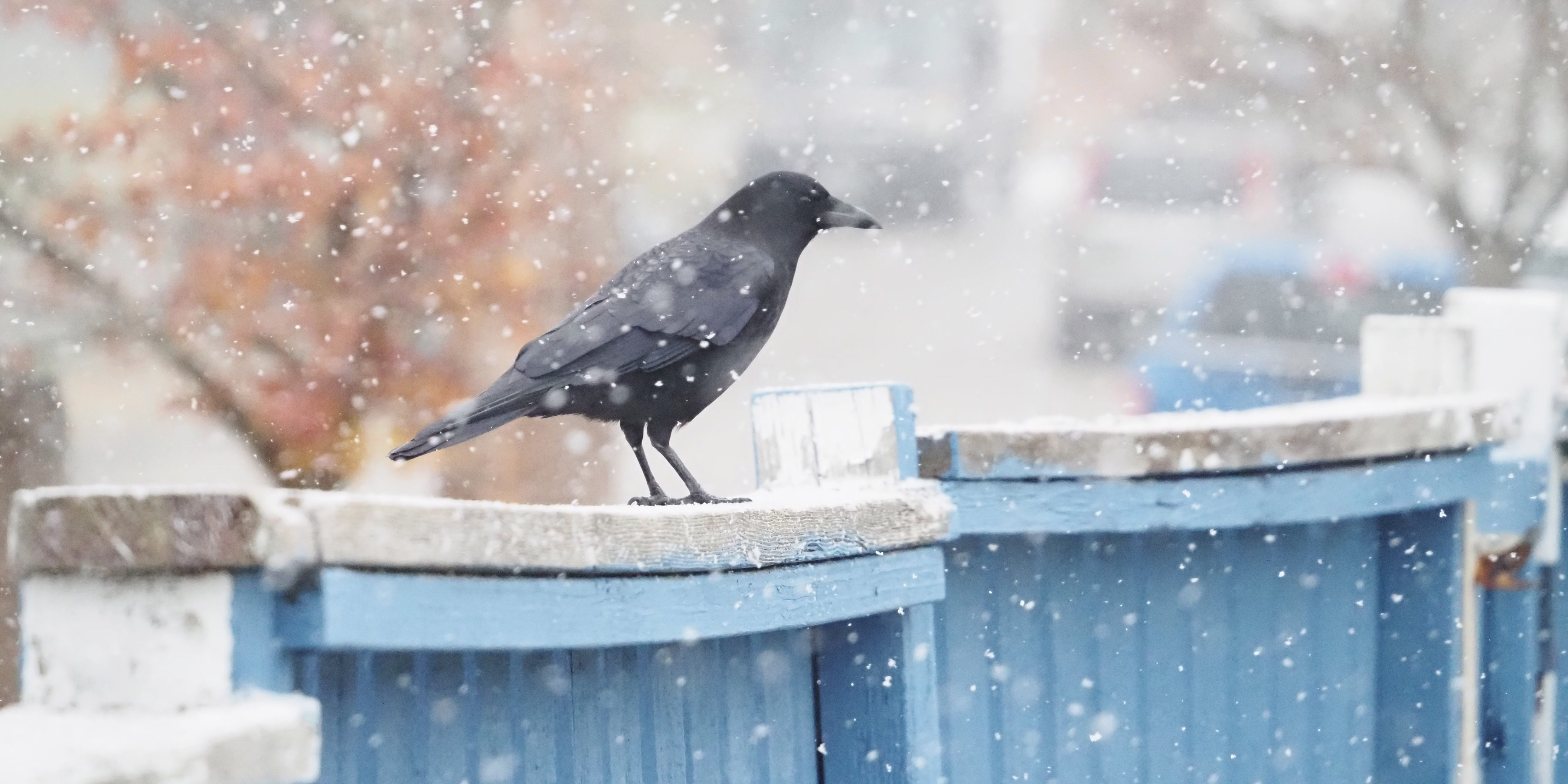 snow crows