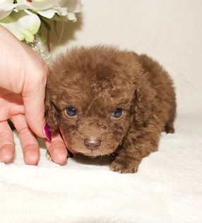 teacup puppies for sale in sc