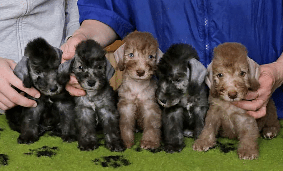 bedlington terrier pups for sale