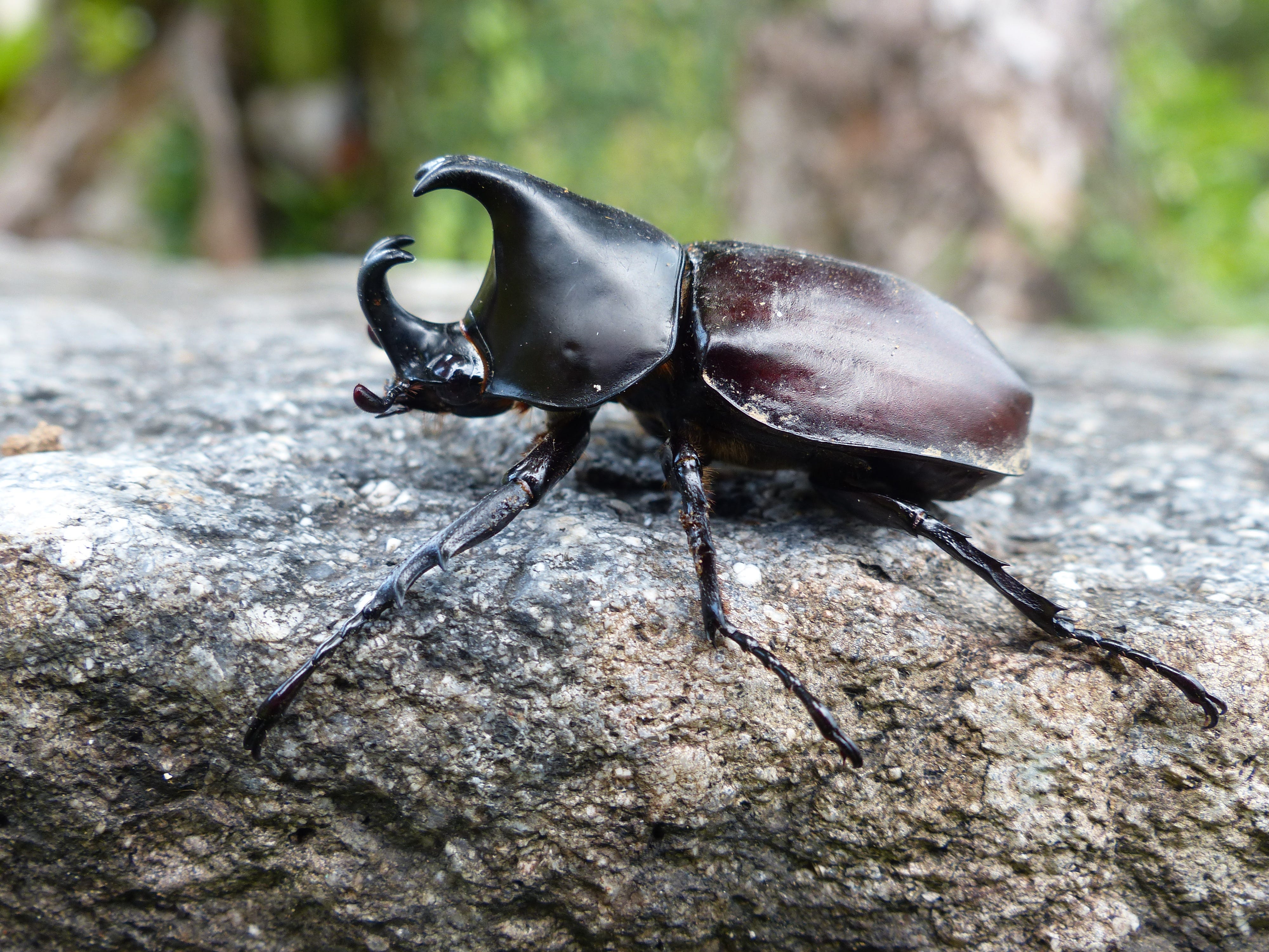 beetle insect price in india