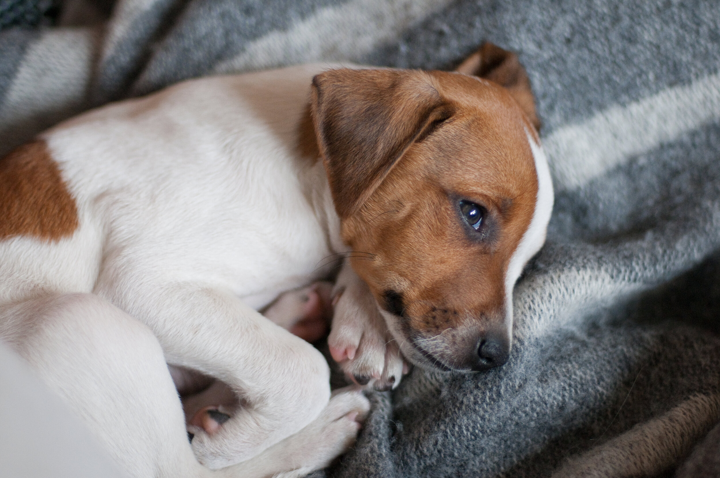 kennel club find a puppy