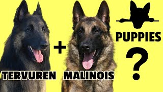 belgian tervuren vs belgian malinois