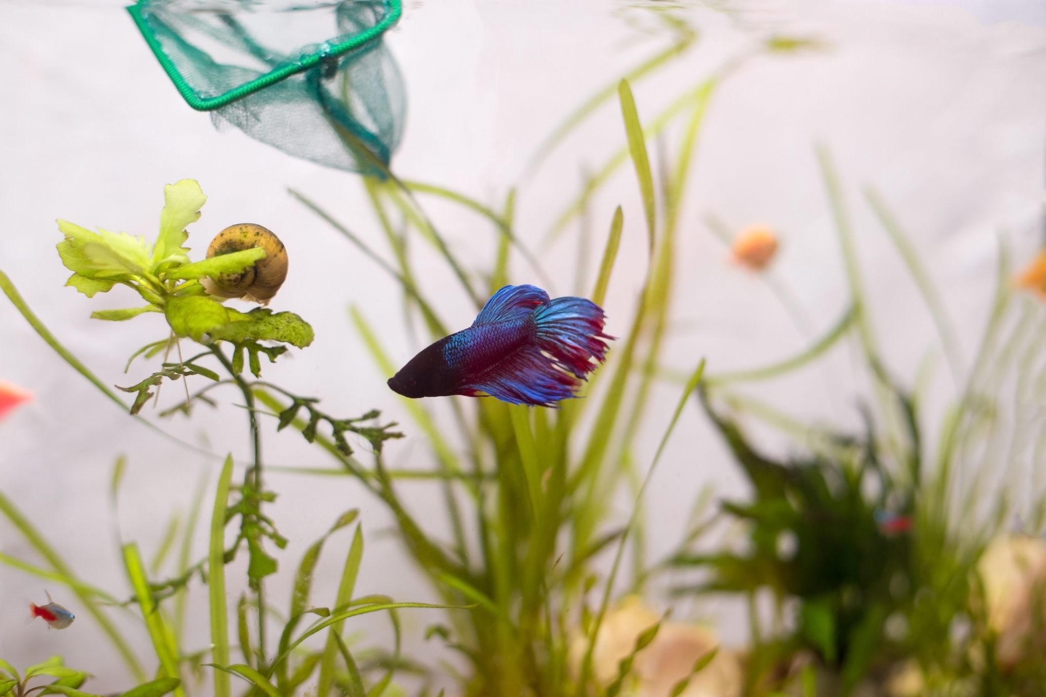 betta fish plants