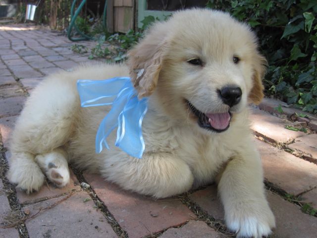 golden retriever for sale texas