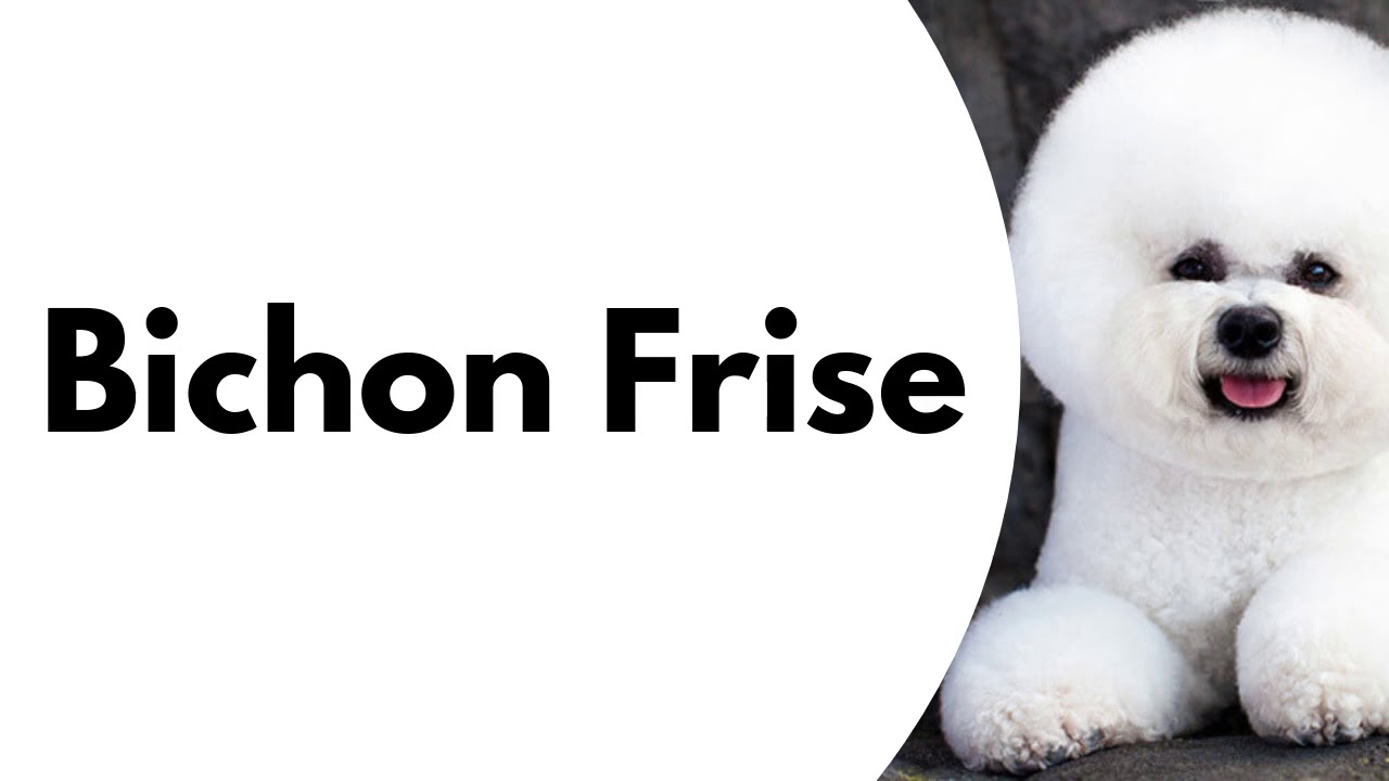 bichon frise pronounce