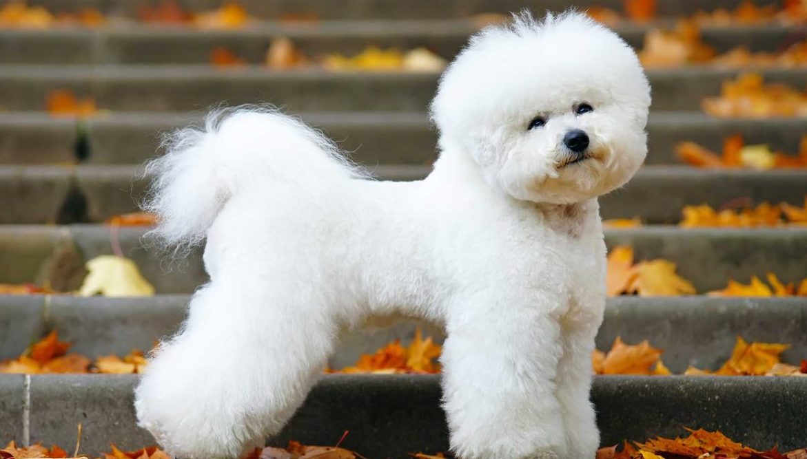 bichon frise puppies for sale near me