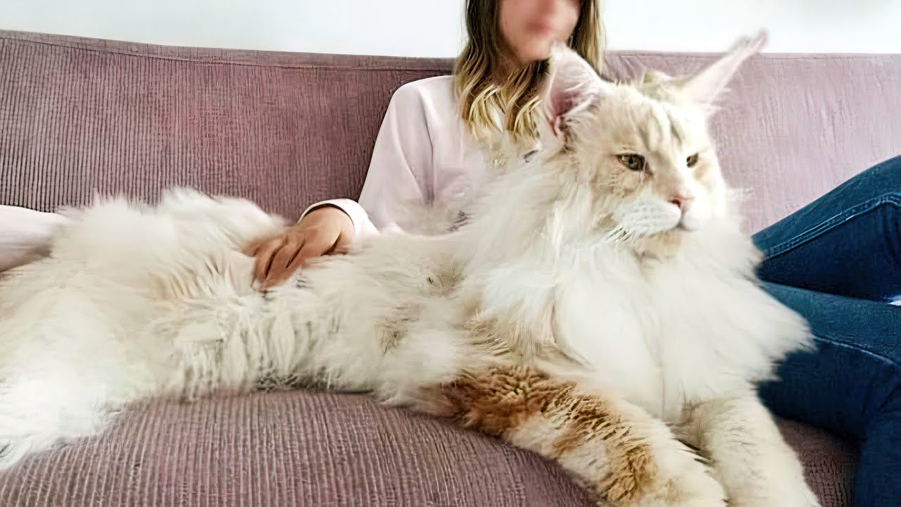 biggest domestic cat