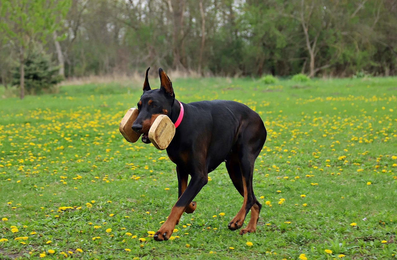 bite force of a doberman pinscher