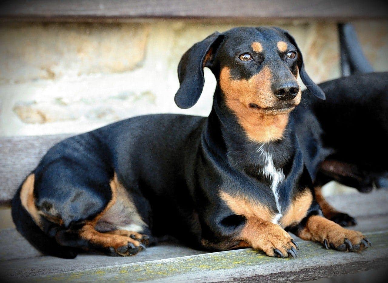 black brown puppy breeds