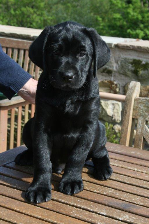 black labrador puppies for sale