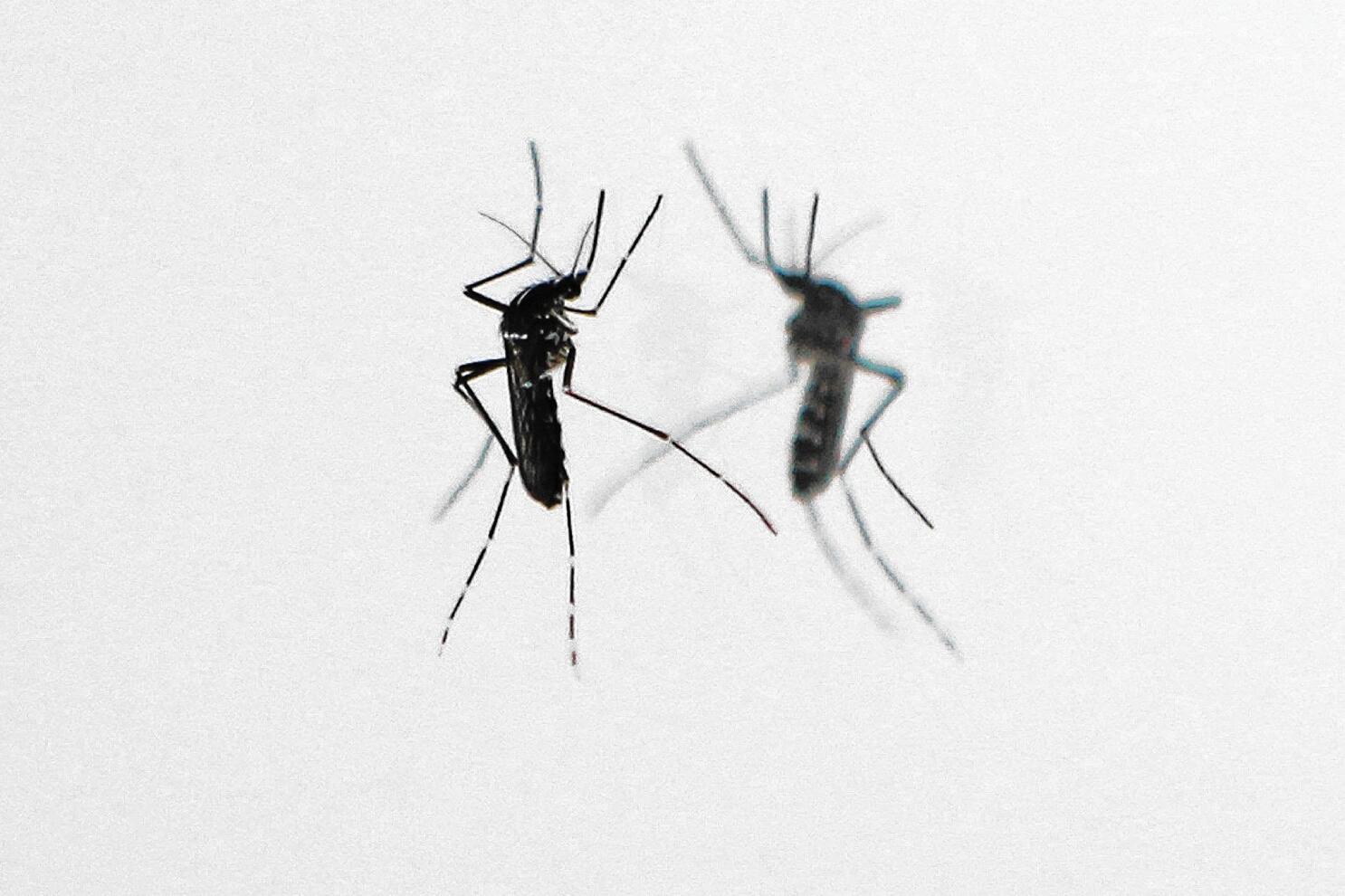 black mosquito
