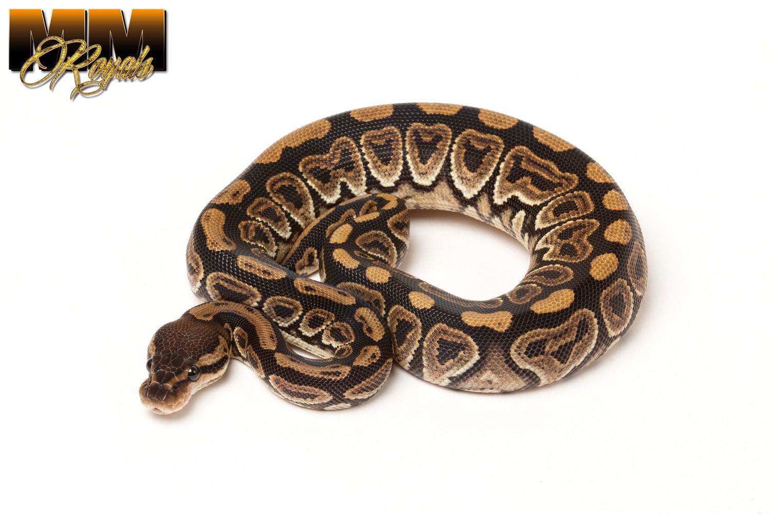 black pastel ball python